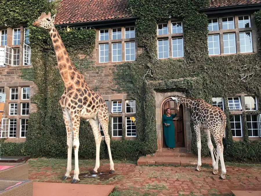 Giraffes at the door of Giraffe Manor